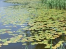 Flohmarkt-Bad-Waldsee-160612-Bodensee-Community-SEECHAT_DE-_52.JPG