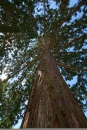 Badewannenrennen-2012-Wasserburg-140712-Bodensee-Community-SEECHAT_DE-_243.JPG