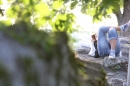Klee-Honbergsommer-Tuttlingen-160712-Bodensee-Community-SEECHAT_DE-IMG_1748.JPG