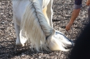 Criollos-Equitation-Hoffest-Gailingen-040812-Bodensee-Community-SEECHAT_DE-_02.JPG