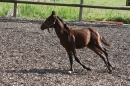 Criollos-Equitation-Hoffest-Gailingen-040812-Bodensee-Community-SEECHAT_DE-_167.JPG