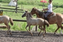 Criollos-Equitation-Hoffest-Gailingen-040812-Bodensee-Community-SEECHAT_DE-_173.JPG