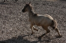 Criollos-Equitation-Hoffest-Gailingen-040812-Bodensee-Community-SEECHAT_DE-_175.JPG