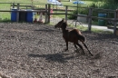 Criollos-Equitation-Hoffest-Gailingen-040812-Bodensee-Community-SEECHAT_DE-_176.JPG