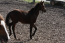 Criollos-Equitation-Hoffest-Gailingen-040812-Bodensee-Community-SEECHAT_DE-_177.JPG