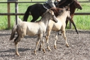 Criollos-Equitation-Hoffest-Gailingen-040812-Bodensee-Community-SEECHAT_DE-_203.JPG