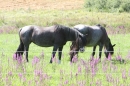 Criollos-Equitation-Hoffest-Gailingen-040812-Bodensee-Community-SEECHAT_DE-_421.JPG