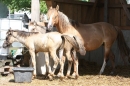 Criollos-Equitation-Hoffest-Gailingen-040812-Bodensee-Community-SEECHAT_DE-_486.JPG