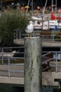 Bodenseerundfahrt-20082012-Bodensee-Community-SEECHAT_DE-IMG_5293.JPG