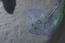 Sealife-Konstanz-231112-Bodensee-Community-SEECHAT_DE-_24.jpg