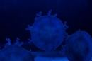 Sealife-Konstanz-231112-Bodensee-Community-SEECHAT_DE-_42.jpg