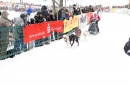 Schlittenhunderennen-Todtmoos-24022013-Bodensee-Community-Seechat_100.JPG