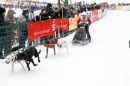 Schlittenhunderennen-Todtmoos-24022013-Bodensee-Community-Seechat_101.JPG