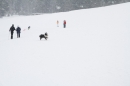 Schlittenhunderennen-Todtmoos-24022013-Bodensee-Community-Seechat_129.JPG