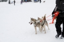 Schlittenhunderennen-Todtmoos-24022013-Bodensee-Community-Seechat_135.JPG