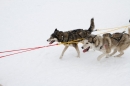 Schlittenhunderennen-Todtmoos-24022013-Bodensee-Community-Seechat_136.JPG