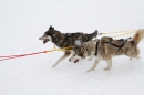 Schlittenhunderennen-Todtmoos-24022013-Bodensee-Community-Seechat_137.JPG