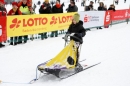 Schlittenhunderennen-Todtmoos-24022013-Bodensee-Community-Seechat_14.JPG