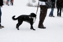 Schlittenhunderennen-Todtmoos-24022013-Bodensee-Community-Seechat_140.JPG