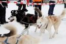 Schlittenhunderennen-Todtmoos-24022013-Bodensee-Community-Seechat_149.JPG