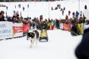 Schlittenhunderennen-Todtmoos-24022013-Bodensee-Community-Seechat_25.JPG