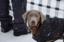 Schlittenhunderennen-Todtmoos-24022013-Bodensee-Community-Seechat_310.JPG