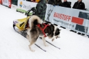 Schlittenhunderennen-Todtmoos-24022013-Bodensee-Community-Seechat_32.JPG