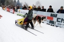 Schlittenhunderennen-Todtmoos-24022013-Bodensee-Community-Seechat_35.JPG