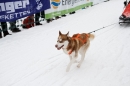 Schlittenhunderennen-Todtmoos-24022013-Bodensee-Community-Seechat_57.JPG