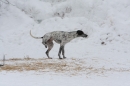 Schlittenhunderennen-Todtmoos-24022013-Bodensee-Community-seechat_de-IMG_3129.JPG