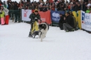 Schlittenhunderennen-Todtmoos-24022013-Bodensee-Community-seechat_de-IMG_3138.JPG