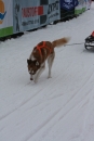 Schlittenhunderennen-Todtmoos-24022013-Bodensee-Community-seechat_de-IMG_3155.JPG