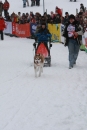 Schlittenhunderennen-Todtmoos-24022013-Bodensee-Community-seechat_de-IMG_3174.JPG