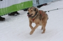 Schlittenhunderennen-Todtmoos-24022013-Bodensee-Community-seechat_de-IMG_3186.JPG