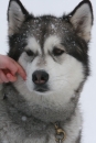 Schlittenhunderennen-Todtmoos-24022013-Bodensee-Community-seechat_de-IMG_3435.JPG
