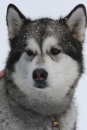 Schlittenhunderennen-Todtmoos-24022013-Bodensee-Community-seechat_de-IMG_3436.JPG