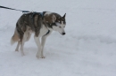 Schlittenhunderennen-Todtmoos-24022013-Bodensee-Community-seechat_de-IMG_3517.JPG