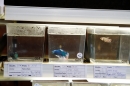 Aqua-Fisch-2013-Friedrichshafen-09032013-Bodensee-Community-seechat_de-22.JPG
