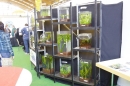Aqua-Fisch-2013-Friedrichshafen-09032013-Bodensee-Community-seechat_de-_48.jpg