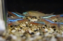 Aqua-Fisch-2013-Friedrichshafen-09032013-Bodensee-Community-seechat_de-_69.jpg