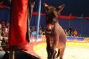 Circus-Luna-Radolfzell-21-03-2013-Bodensee-Community-SEECHAT_DE-IMG_7071.JPG