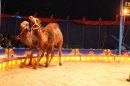 Circus-Luna-Radolfzell-21-03-2013-Bodensee-Community-SEECHAT_DE-IMG_7388.JPG