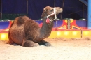 Circus-Luna-Radolfzell-21-03-2013-Bodensee-Community-SEECHAT_DE-IMG_8872.JPG