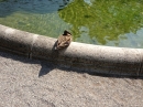 Ueberlingen-Promenade-Bootstour-050513-Bodesee-Community-SEECHAT_DE-IMG_4248.JPG