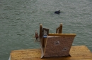 Seehafenfliegen-BODENS_EE--Lindau-29-06-2013-Bodensee-Community-seechat-DE-_90.jpg