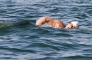 Bodenseequerung-Bodman-30082013-Bodensee-Community-Seechat-DE_170.jpg