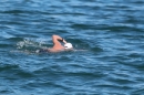 Bodenseequerung-Bruno-Baumgartner-300813-Bodensee-Community-SEECHAT_DE-IMG_2898.JPG