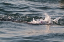 Bodenseequerung-Bruno-Baumgartner-300813-Bodensee-Community-SEECHAT_DE-IMG_3074.JPG