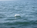 Liquid-Quarter-Mile-Friedrichshafen-240913-Bodensee-Community-SEECHAT_DE-P1050272.JPG