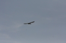 Zwei-Zeppelin-NT-Flug-Friedrichshafen-191013-Bodensee-Community-SEECHAT_de-IMG_5604.JPG